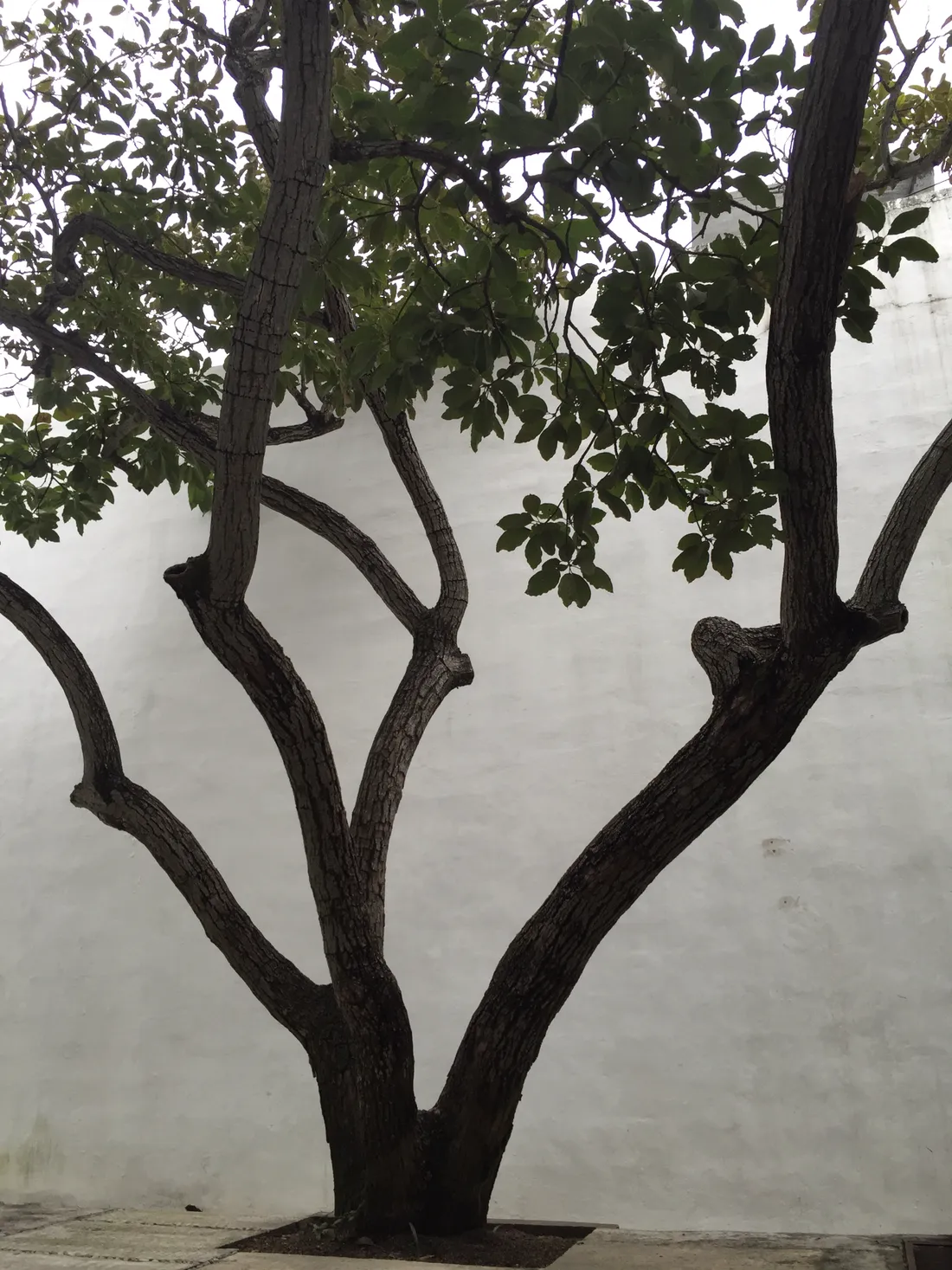 Obra sin título